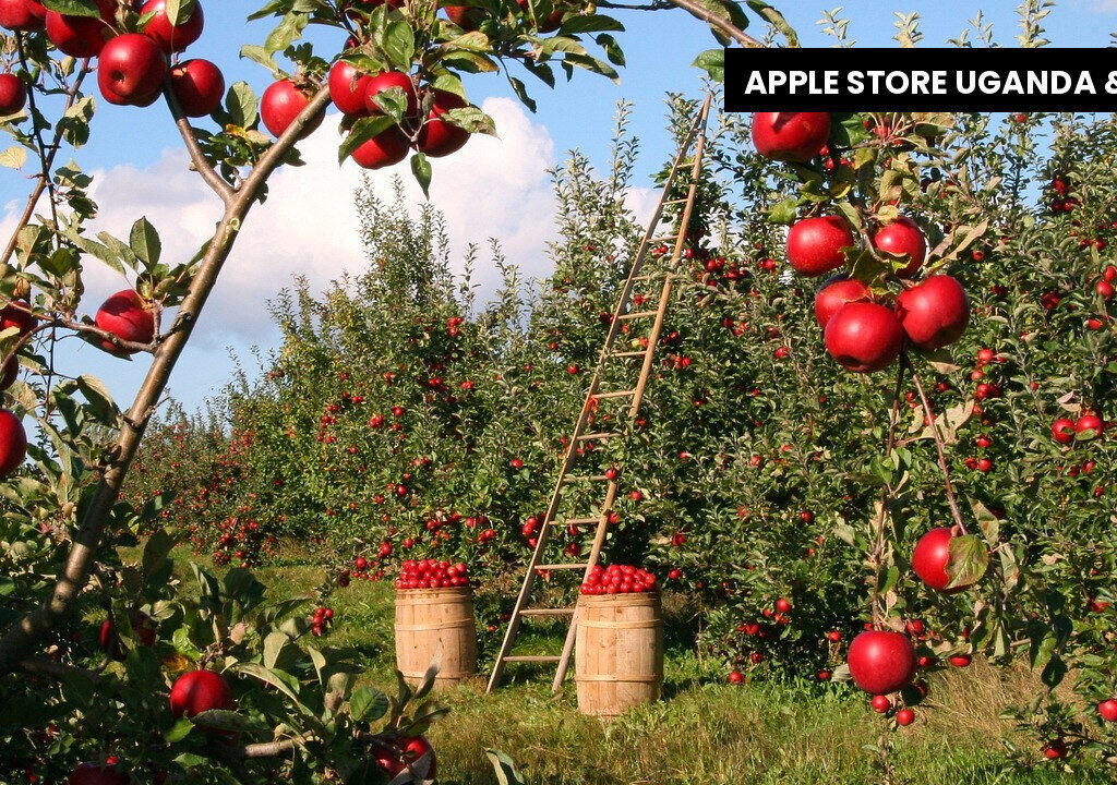 Apple Watch Ultra GPS Cellular 49mm Price & Buying Guide